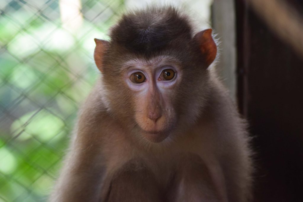 Pig-tailed Macaque