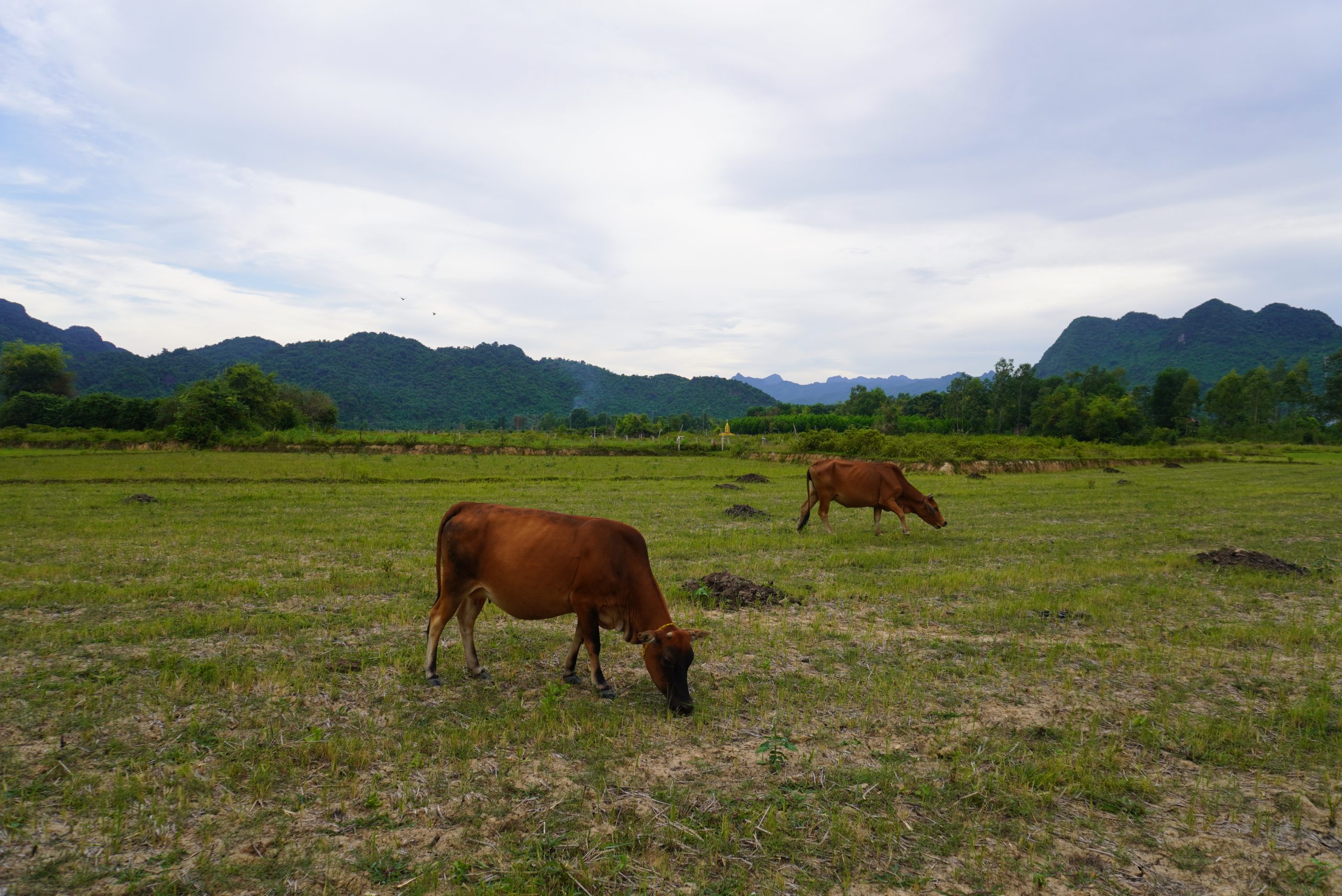 Countryside experience