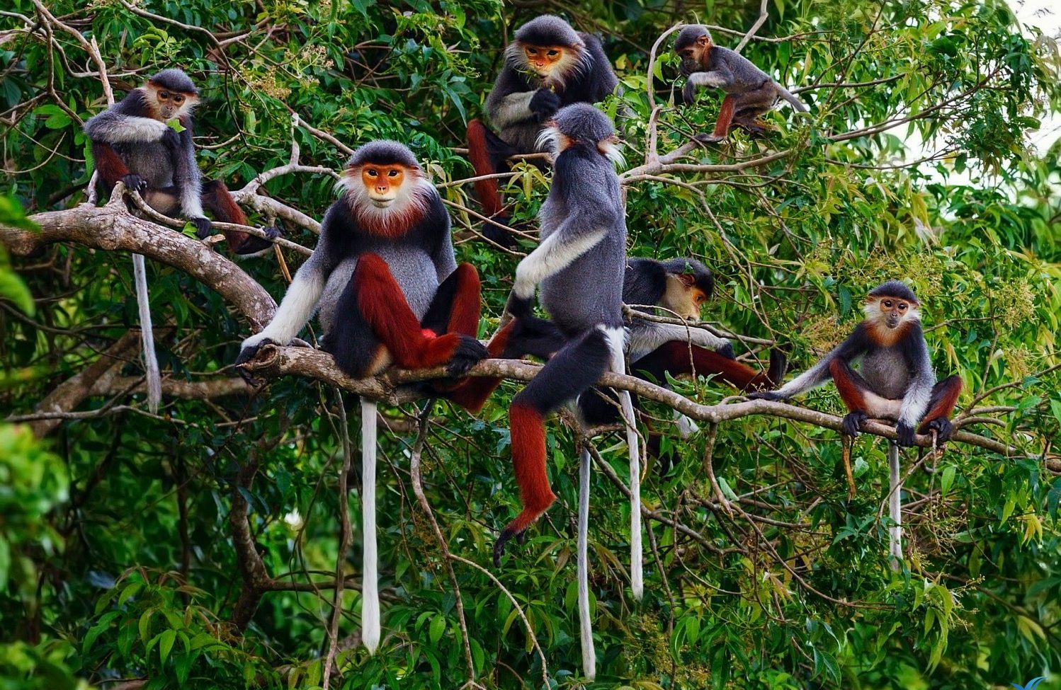 primate watching tour