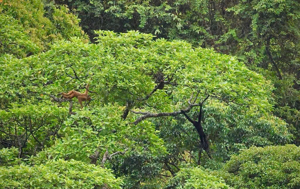 A family of Siki Gibbon under the camera shot with our ecofoot team in the Park